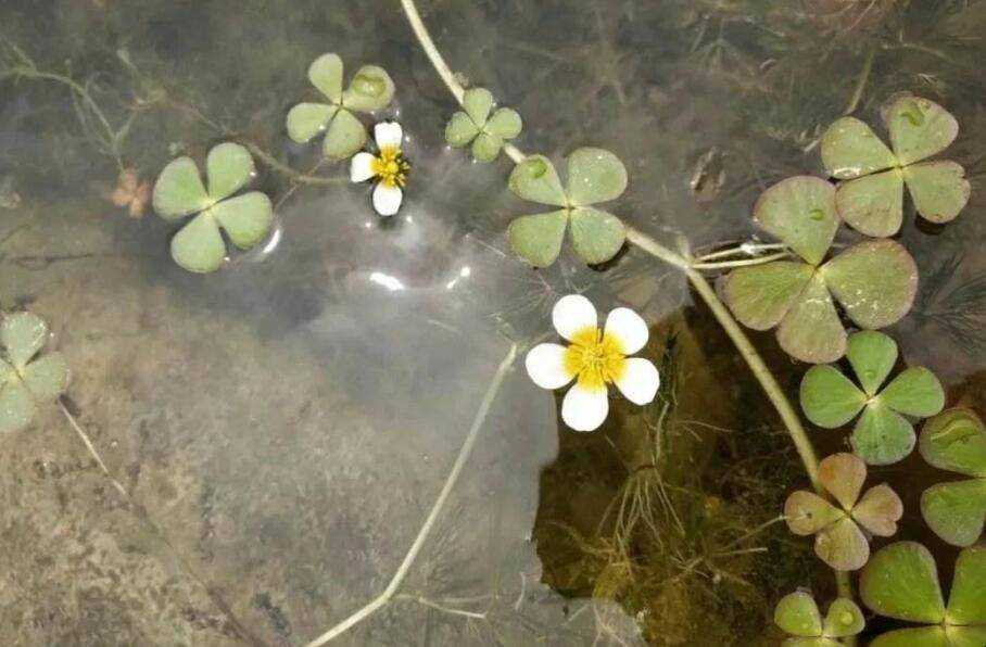 河裡常見的水草有哪些