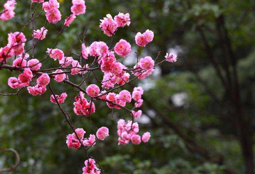 梅花花期養護技巧有哪些