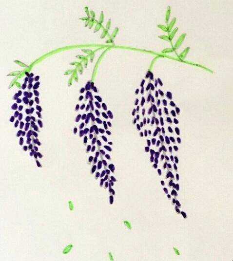 紫藤花畫法是什麼