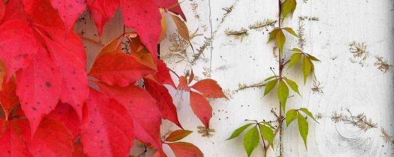 爬山虎樹葉顏色為什麼不同