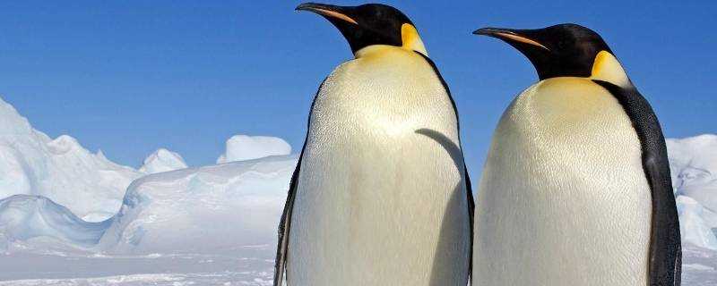 企鵝生活在南極還是北極