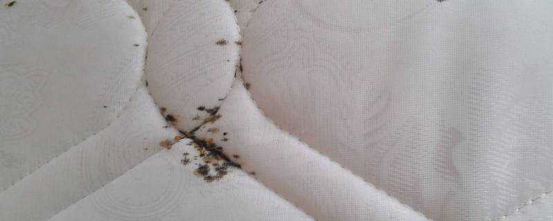 床墊裡面有蟲子怎麼辦