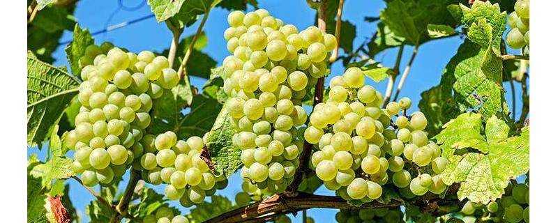 中國種植葡萄始於