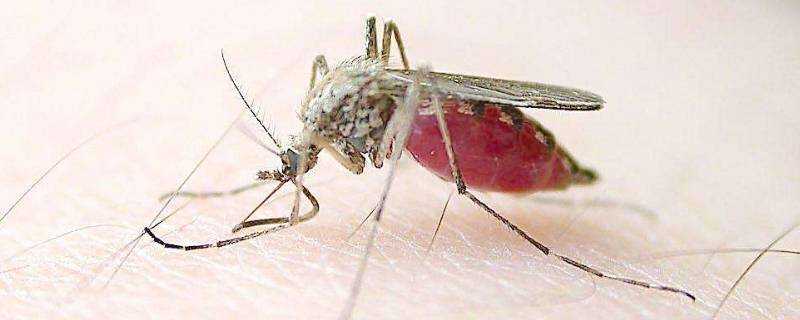 家裡如何滅蚊