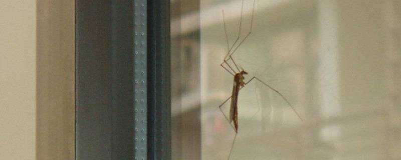 空調房裡有蚊子怎麼辦