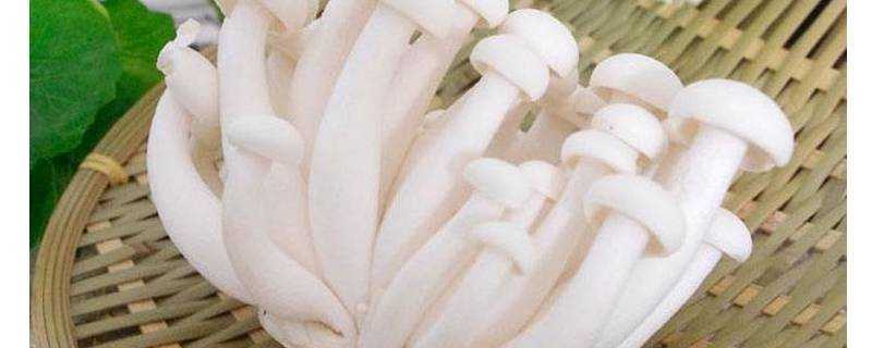 白玉菇多久能熟