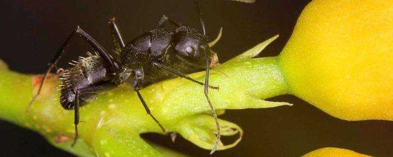 螞蟻有哪些神奇的本領