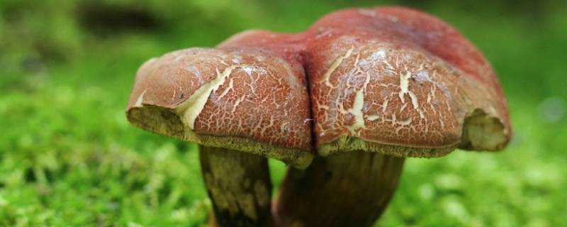 蘑菇炒多久
