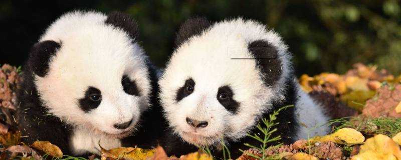 大熊貓的外形和生活特點