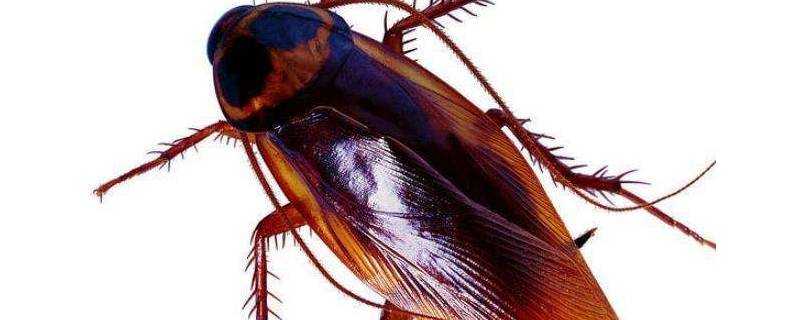 電蚊拍能電死蟑螂嗎