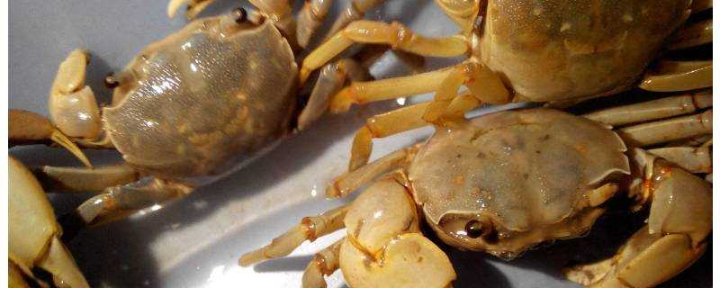 螃蟹蒸多久涼水還是熱水下鍋