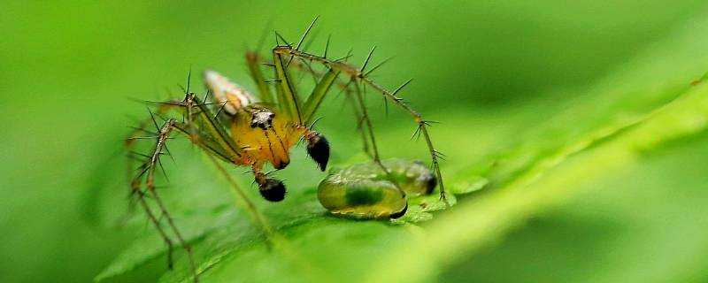 菜地裡的螞蟻怎麼消除
