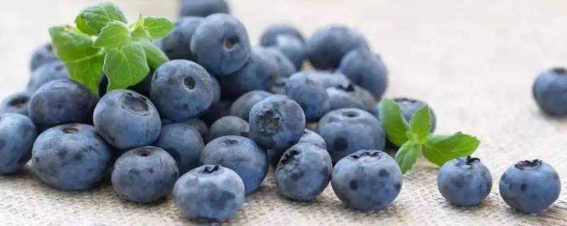 藍莓不放冰箱可以放多久
