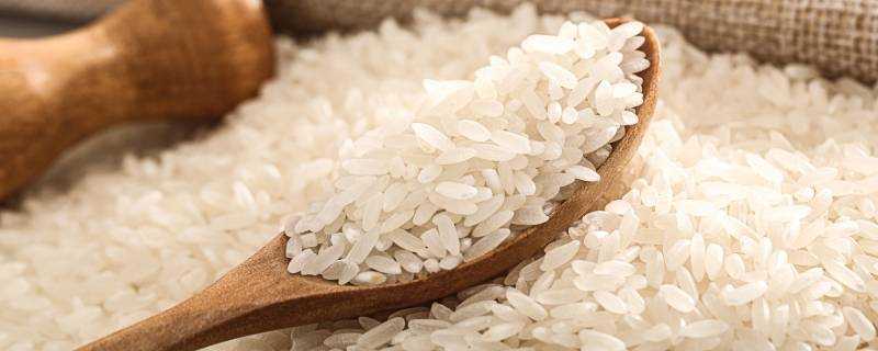 米怎麼儲存不長蟲不發黴