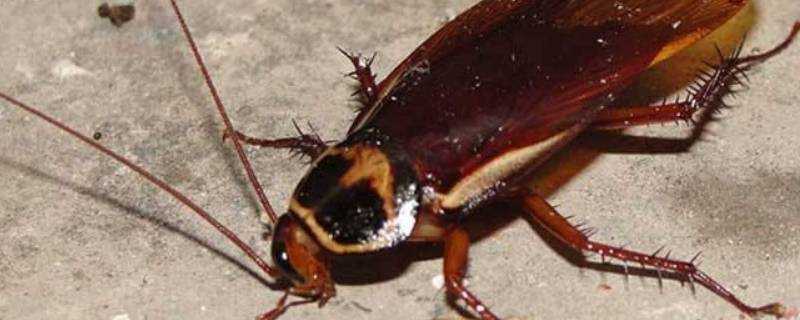 家裡為什麼有蟑螂是髒的原因嗎?
