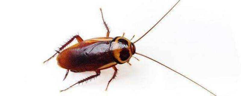 紅色蟑螂有毒嗎