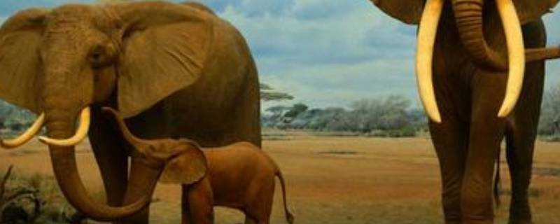 大象的耳朵有什麼作用?