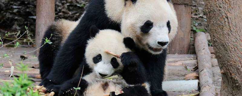 大熊貓的可愛之處有哪些