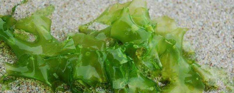 海藻類知識