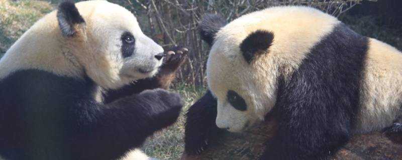 大熊貓有哪些生活特點