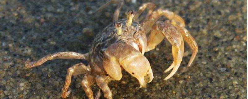 海邊小螃蟹能不能吃