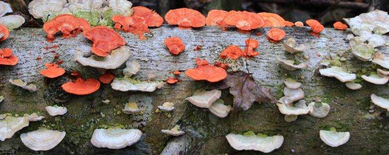 農村常見毒蘑菇有哪些