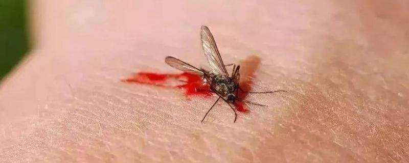 蚊子血怎麼洗掉的小竅門