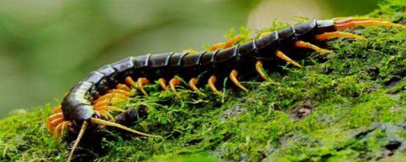 雄黃粉可以驅蜈蚣嗎
