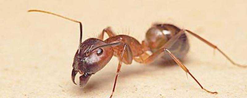 宿舍有螞蟻說明了什麼