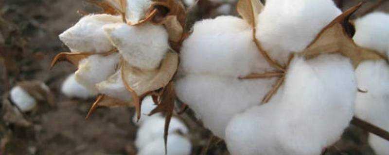 植物棉是什麼材料