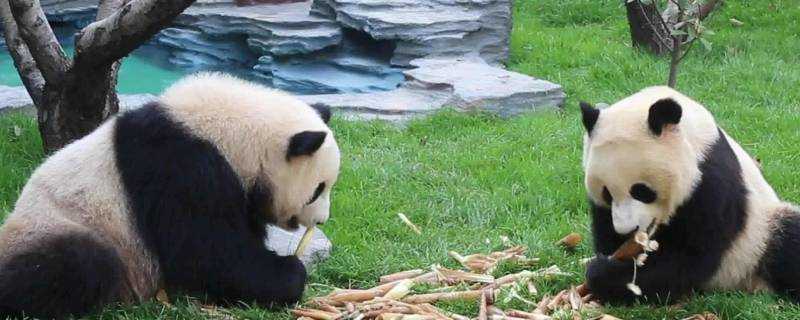 熊貓愛吃的竹子實際上是什麼
