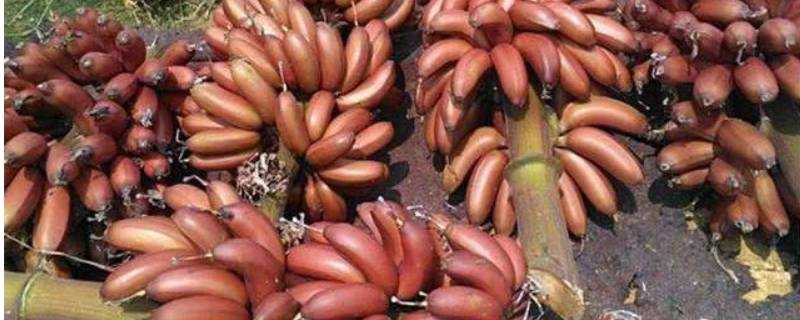 紅皮香蕉和黃皮香蕉有什麼區別