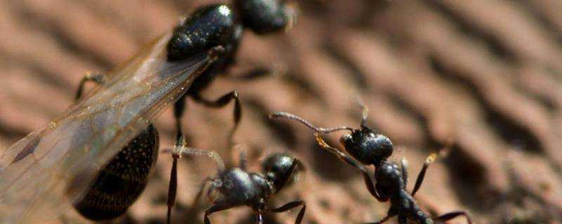 地裡螞蟻太多怎麼去除