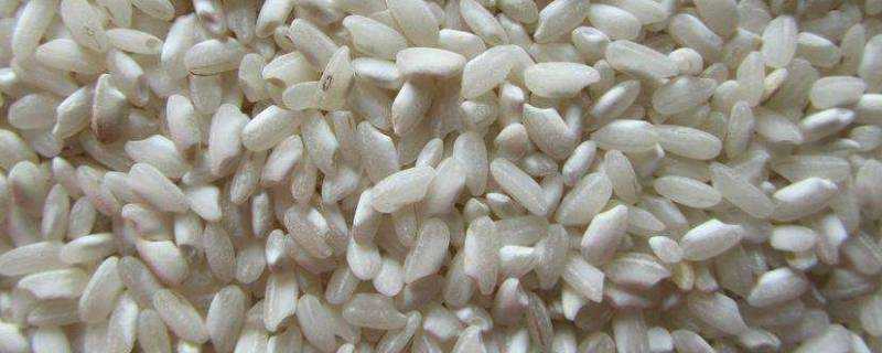 什麼米能代替桂朝米