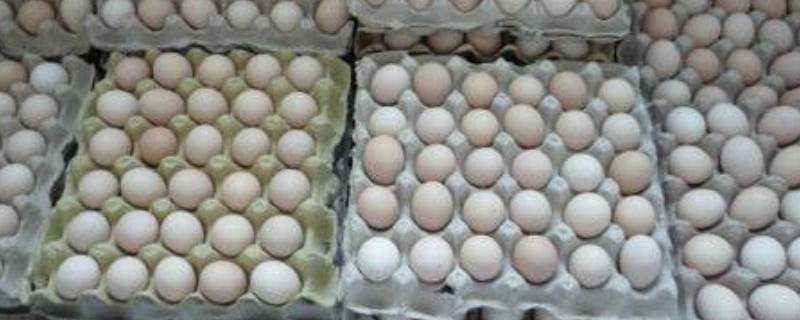 蟲草蛋和普通的雞蛋有什麼區別