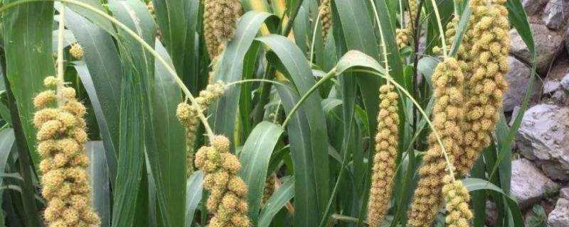 稻粱菽麥黍稷是哪六穀