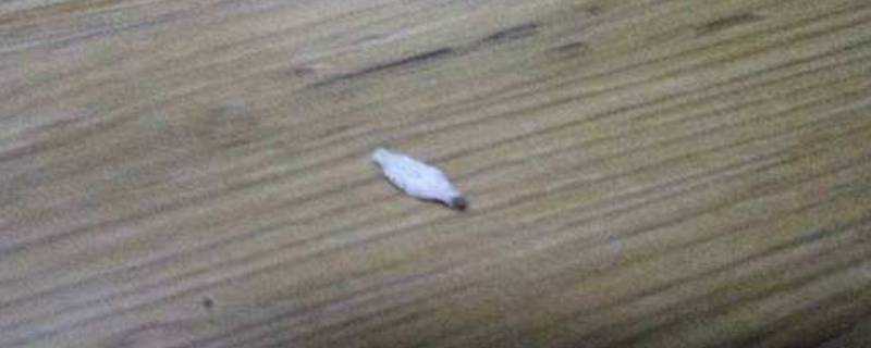 地板白色扁蟲怎麼殺死