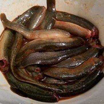 刺鰍魚怎麼做好吃