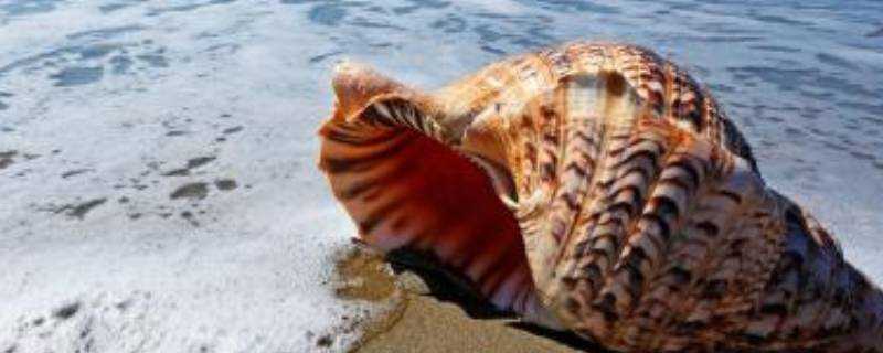 大海螺蒸多長時間就熟了