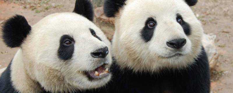 大熊貓的愛好有哪些