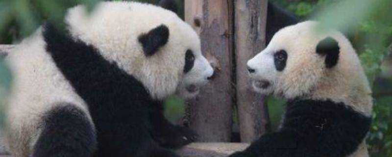 大熊貓會攻擊人嗎