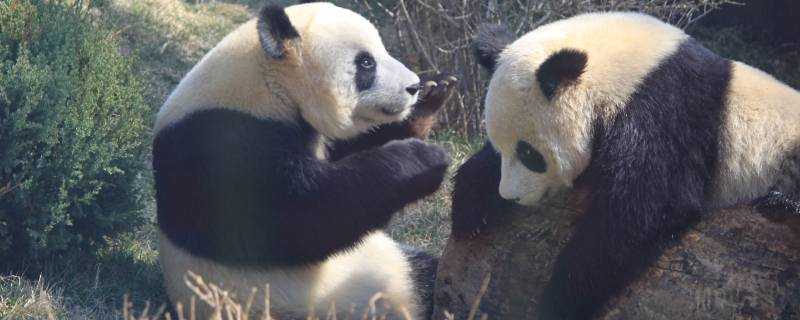 大熊貓除了竹子還喜歡吃什麼