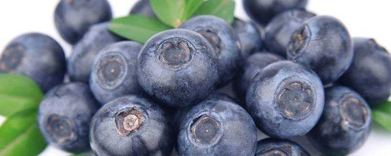 藍莓可以直接吃嗎