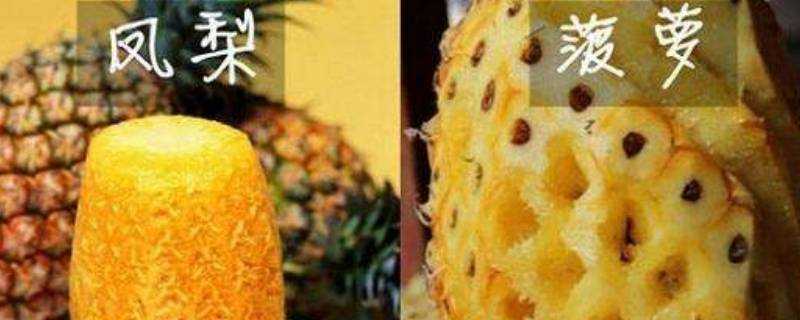 鳳梨和菠蘿的區別營養區別