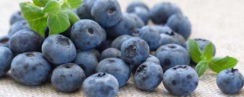 藍莓儲存三個月方法