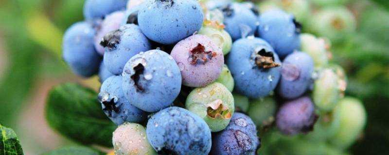 藍莓太酸如何變甜
