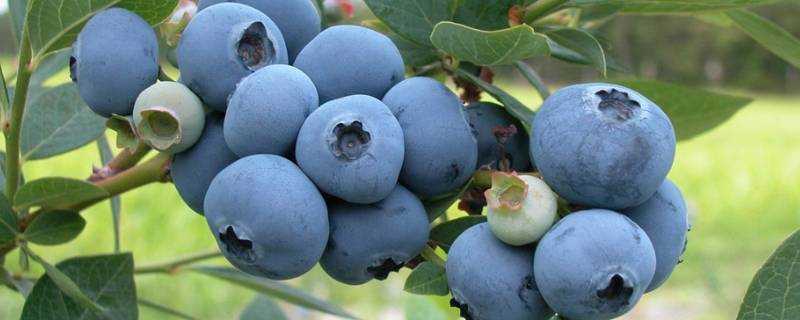 藍莓應該是酸的還是甜的