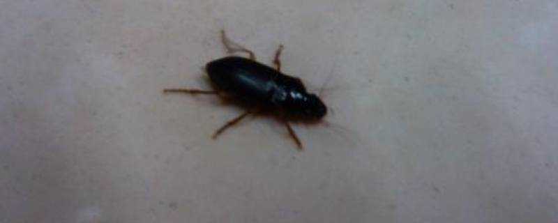 家裡有蟑螂是什麼原因造成的