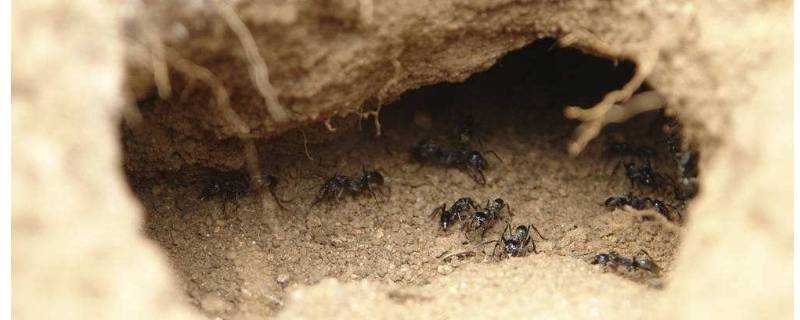 如何透過螞蟻洞辨別南北