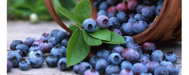 如何判斷藍莓是否變質